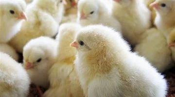 أسعار الكتاكيت والبط في بورصة الدواجن اليوم الخميس تكشف اتجاهات السوق وتأثيرها على المربين